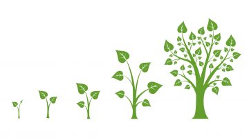Tree growth vector diagram. Green tree growth, nature leaf growth, plant growh illustration